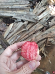 Syzygium samarangense