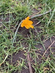 Crocus