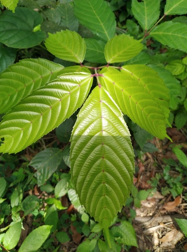 Manila Leea
