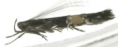 Cosmopterix attenuatella
