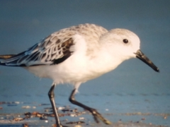Calidris alba