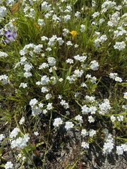 Plagiobothrys stipitatus