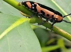 Tragocephala castnia