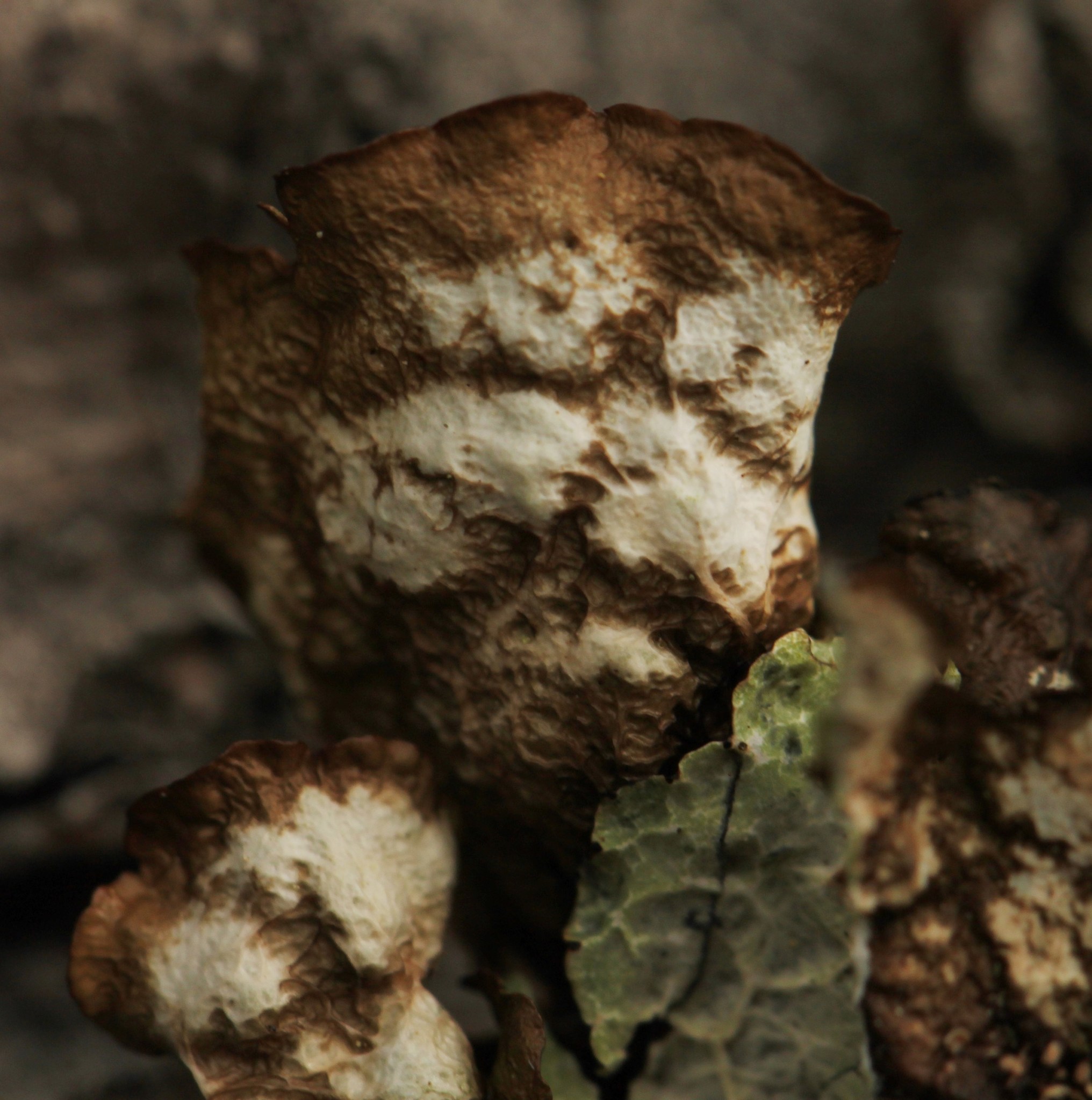 Platismatia tuckermanii image
