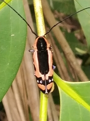 Tragocephala castnia