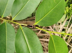 Tragocephala castnia