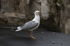 Larus michahellis