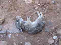 Sylvilagus cunicularius