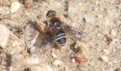 Chrysanthrax vanus
