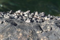 Perforatus perforatus