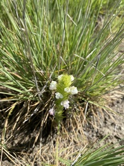 Castilleja rubicundula rubicundula
