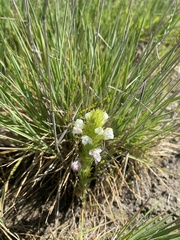 Castilleja rubicundula rubicundula