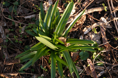 Leucojum vernum