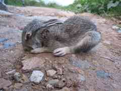 Sylvilagus cunicularius