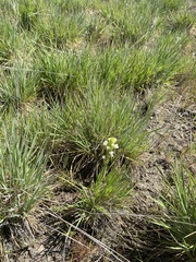 Castilleja rubicundula rubicundula
