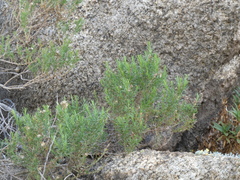Ericameria pinifolia