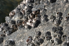Perforatus perforatus
