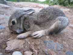 Sylvilagus cunicularius