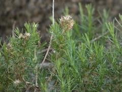 Ericameria pinifolia