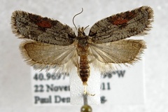 Acleris ptychogrammos