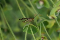 Panorpa lacedaemonia