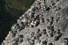 Perforatus perforatus