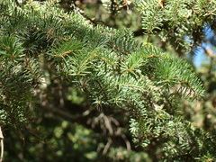 Abies alba