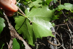 Vitis monticola