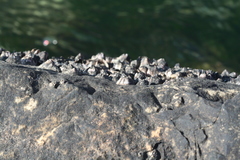 Perforatus perforatus