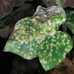 Aspidiotus hedericola