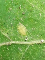 Lichtensia viburni