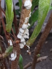 Pulvinaria hydrangeae