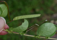 Chamaecrista rotundifolia