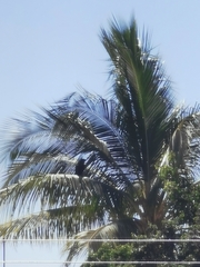 Corvus corax