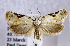 Acleris subnivana