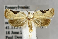 Acleris subnivana