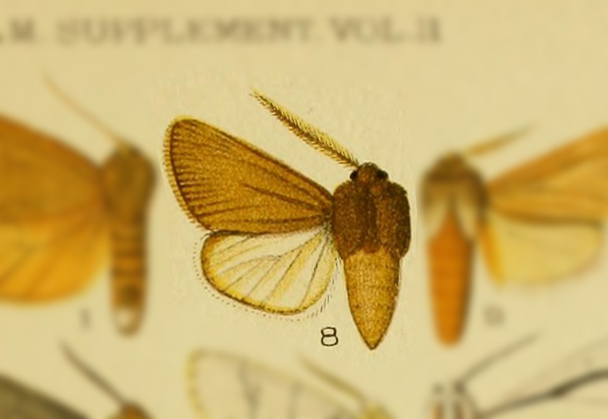 Paracles pectinalis