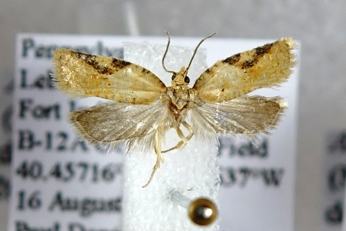 Acleris kearfottana