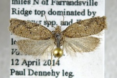 Acleris semiannula
