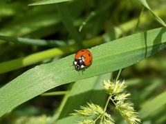 Coccinella septempunctata
