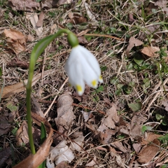 Leucojum