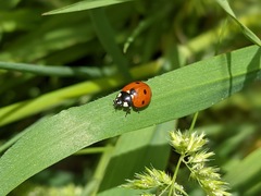 Coccinella septempunctata