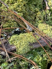 Brotherella recurvans