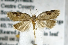 Acleris cornana