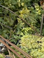 Brotherella recurvans