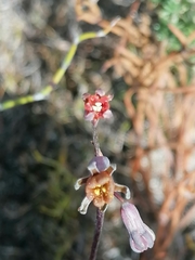 Tulbaghia alliacea