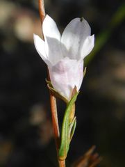 Prismatocarpus schlechteri
