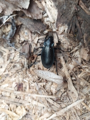 Carabus perrini planus