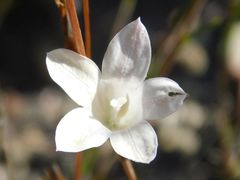 Prismatocarpus schlechteri
