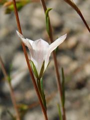 Prismatocarpus schlechteri